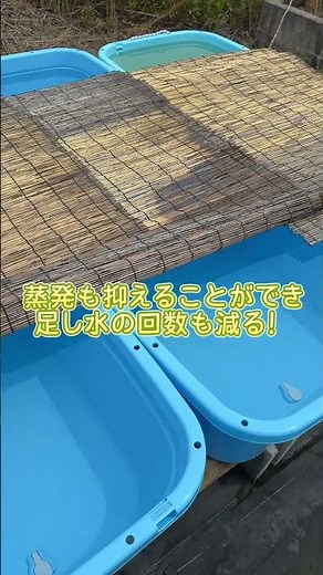 俺のメダカ飼育 120ℓ大タライ編#メダカ #メダカ飼育