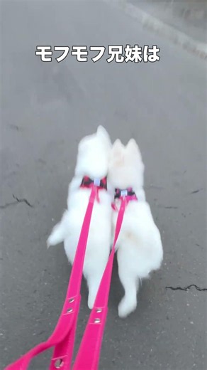 モフモフ兄妹、3回目で早くもお散歩らしくなってきました〜❣️🐶🐾｜Third walk—Mocca and Latte are growing so fast ❣️🐶🐾