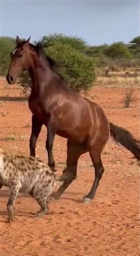 Playful Mare and Hyena Interaction in the African Wild – Unexpected Wildlife Moment in 4K