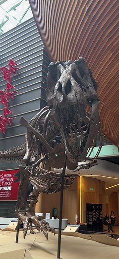 Hi I’m Barbara, I’m 66 million years old and I’m here to turn heads 💋 #aucklandmuseum #trex #hotnewbombshell