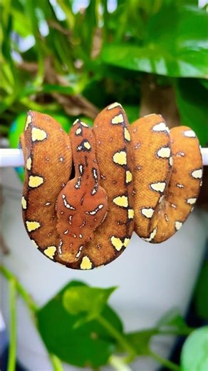 Beautiful captive born Green Tree Python produced by MJ from The Trap.