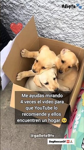 Perritos en Adopción 🍼❤️ Adopta No Compres!! 🆘️