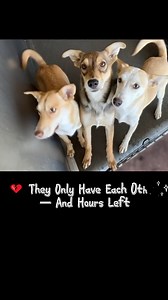 3 tiny sisters — A584865 (left), A584867 (middle), A584866 (right) — are huddled in fear at City of San Bernardino Animal Services. They only have each other… and just hours left. 📍 Location: 333 Chandler Place, San Bernardino, CA 92408 📞 Call: (909) 384-1304 | Hours: 11AM–4PM 🚨 Adopt. Foster. Share. Save them NOW before it’s too late. #SanBernardinoDogs #UrgentRescue #AdoptDontShop #SaveThemTogether #ShelterDogsDeserveLove | Saving Shelter Dogs from Euthanasia