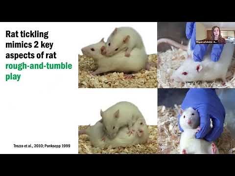 NC3Rs webinar: Tickling rats for improved welfare