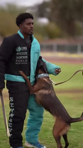 Testing a Malinois’ Courage: What This Really Teaches