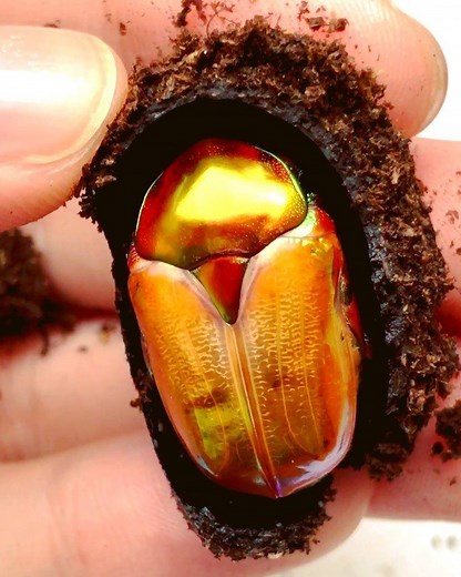 14K views · 482 reactions | Golden Jewel Beetle, (Protaetia...