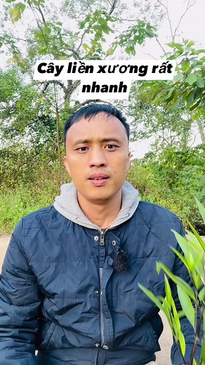 1.6M views · 10K reactions | Cây thanh táo liền xương rất nhanh | Hoàng Quân | Facebook