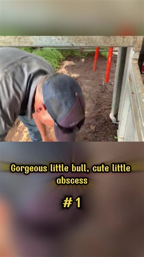 Gorgeous little bull, cute little abscess !! #horse #trim #forge #fyp #usa