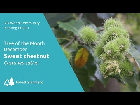 SWCPP Tree of the Month: December – Sweet Chestnut
