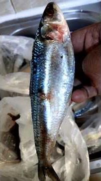 Fish Cleaning And Cutting|Mathi Frying|Delicious Home Made Lunch| Kerala Special Lunch