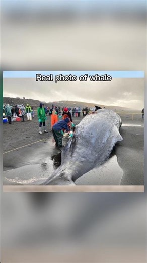 “The Exploding Whale (1970) — Oregon’s Most Bizarre Disaster | Full Documentary Unrevealed Story” |