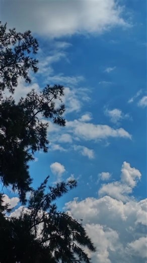 #creatorsearchinsights #chab_hasni #الملك