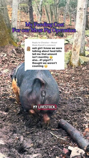 Understanding Feeding Costs in Meat Pig Operations