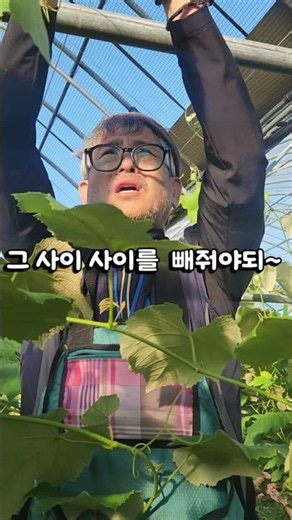 또깡이가 말하는 포도알솎는방법