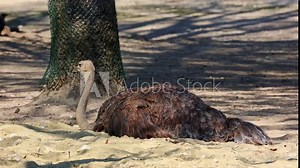 The common ostrich, Struthio camelus, or simply ostrich, is a species of large flightless bird native to Africa. It is one of two extant species of ostriches