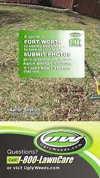 Take All Root Rot Mansfield #shorts #grolawn