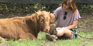 Local family breeds miniature Scottish Highland cows