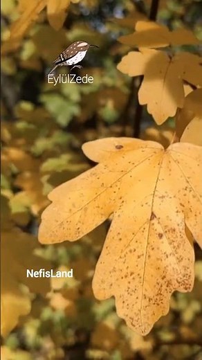 EYLÜLZEDE ✨ NIKBINLER ✨ Lyrics Sözleri - Köşe başlarımda İlk gözyaşlarımda Bir Eylülzede'sin sen