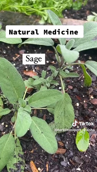 Exploring the Benefits of Natural Herbs for Health