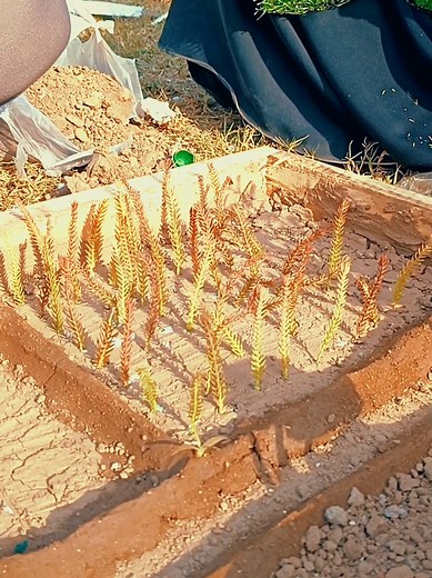 Agriculture Project Day 3 Highlights for Students