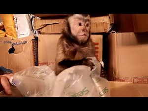 Capuchin MonkeyBoo Show! GIANT Fan Mail Haul Time!
