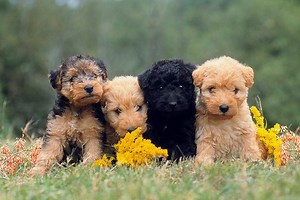 How to Spot a Puppy Scam Online