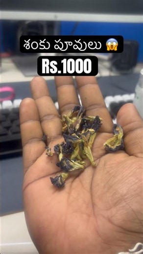 Shanku puvu Rs.1000 || health benefits || Blue butterfly pea Flower #flowers #tea #chai @Krackchandu