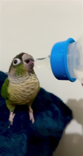 Cómo beben agua los pájaros: curiosidades sobre aves