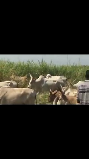 Nilotic and their Cattle are parrel. This bull don't want peace at all. Part 12 | Par Jokyielà Yam