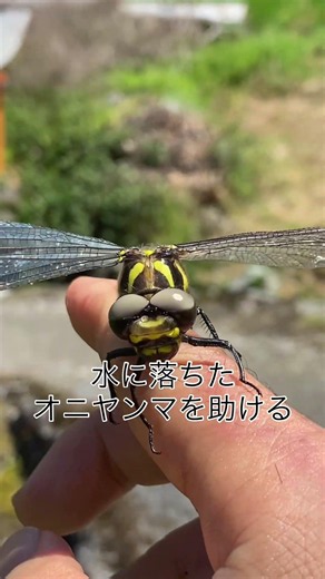 水に落ちたオニヤンマを助け、田圃の横の枯れ枝に^_^ここなら落ちても水が無いから大丈夫👌ガンバレよ