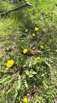 Dandelions: Are NOT WEEDS It is Nature's Most Misunderstood Plant! 🤔