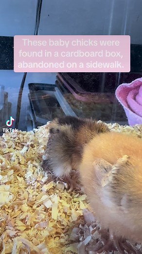 Barely week old chicks were found abandoned inside a cardboard box. They were left near a sidewalk. One is seriously struggling- we think they were left on their own too long, and became cold. These babies are getting care from an avian vet. Please send prayers- they really need them.#chickens #chicks #animals | Pawportunities