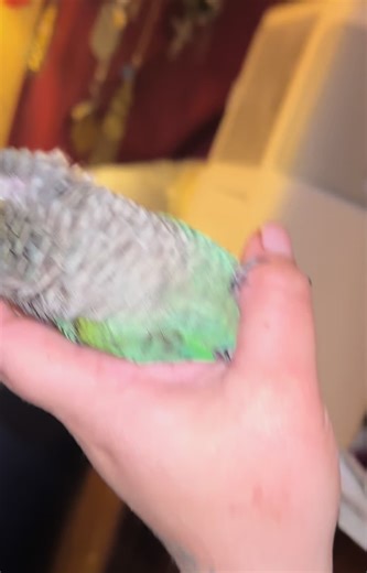 Adorable Green Cheek Conure Moments