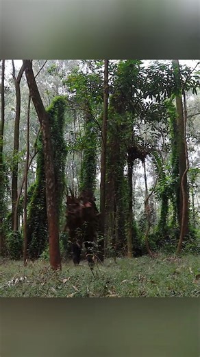 508K views · 10K reactions | Build Bushcraft Cliff Shelter. make Cement from Tree Bark part 1 #bushcraft #shelter #build #building #builder #outdoor #outdoors #survival #camping #camp #bushcrafting #shelterbuild . | Toby Cross | Facebook