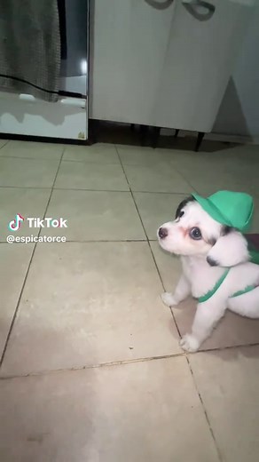 Doki Completo: Aventura en Discovery Kids