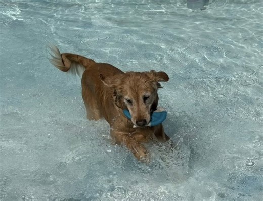 Parma Heights goes to the dogs with a big splash: Sun Postings