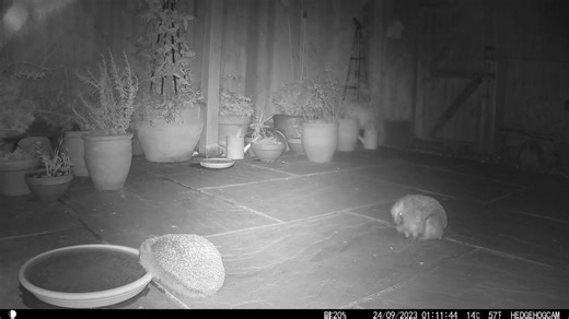 Do you know any children or young people who love #hedgehogs? 🦔 Encourage them to enter our competition to design a wildlife pond or ‘hedgehog café’ where hedgehogs, birds and insects can all safely have a drink of fresh, clean water! Find out more 👇 https://buff.ly/3P889lT 📹 Tamzin - both 'hogs got a bit soggy, but wandered off safe & well! | British Hedgehog Preservation Society