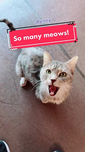 SO MANY MEOWS! 😻😻😻 #CatRescue #Meow #Collection #CatVideo #CatsOfTikTok #Cats