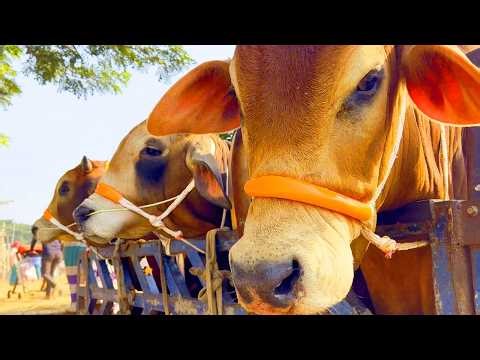 cow unloading, cow videos, cow video, animal, big cow, goru hamba cow, Ep- 326