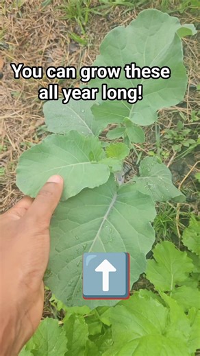 Purple Tree Collard Preview. #growyourownfood