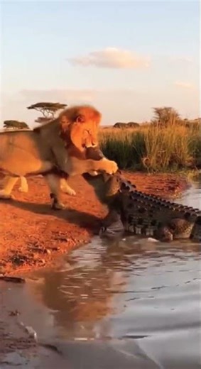 Unbelievable Moments 😱 Crocodile Suddenly Attacks — Lion Fights Back! 🦁🔥🐊#shorts