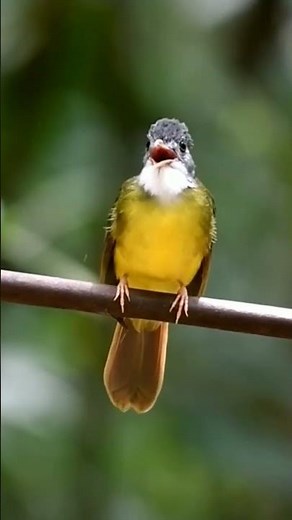 yellow bellied bulbul❗