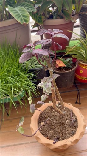 After winter repotting of Coleus plant 🪴 #plants #houseplants #garden #gardening