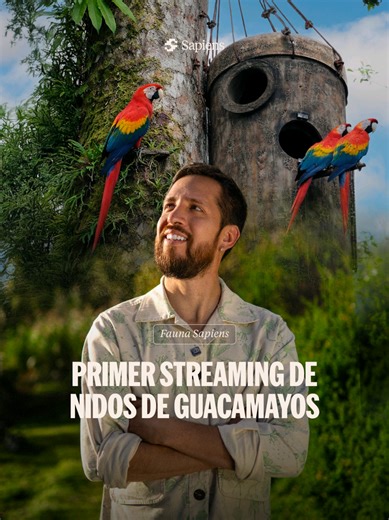 Crecimiento en Vivo de Pichón de Guacamayo en la Amazonía