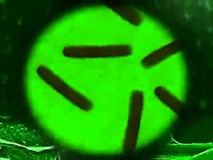 The Most Extreme - Grossouts- Ep 27 - Animal Planet - part 1