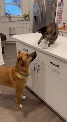 Emotional Pet Reactions: A Dog and Cat Compilation
