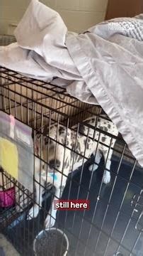 Great Danes rescued from Missouri breeder getting much-needed care