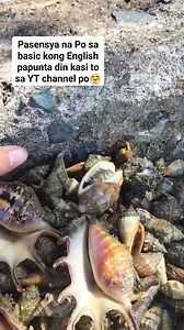 Spider shell and Kebol shells #seashorevibes #seaadventure #seafood #seahell | Ernalyn Ybañez Rubin