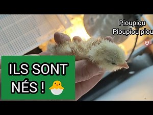 Naissance de poussins ! Éclosion de poules de Gournay et Faverolles 🐣