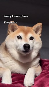 The shadow from the double chin hits just right 😌 #shibainu #shadowwork #dogsofinstagram #dogreels | Eevee bork the Shiba inu